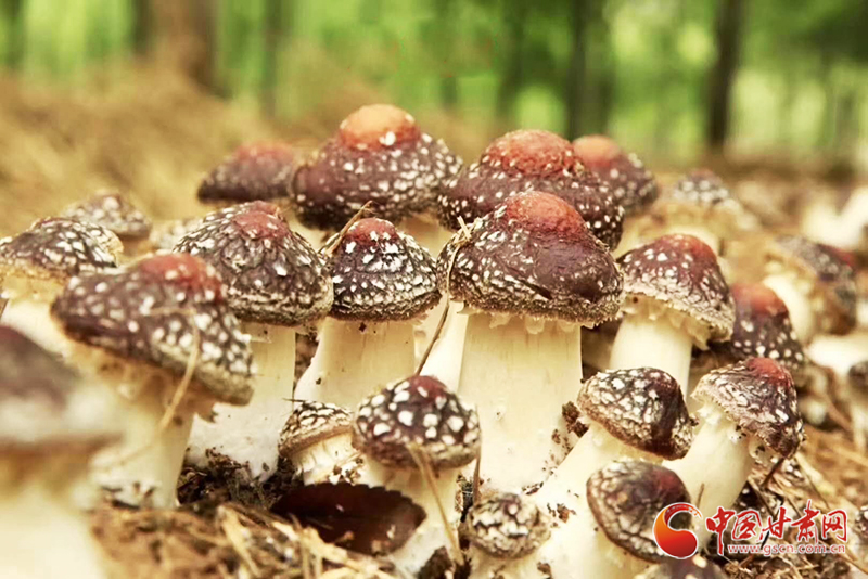 【甘肃省决战决胜脱贫攻坚】和政县：打造赤松茸种植基地 助力群众脱贫致富（图）